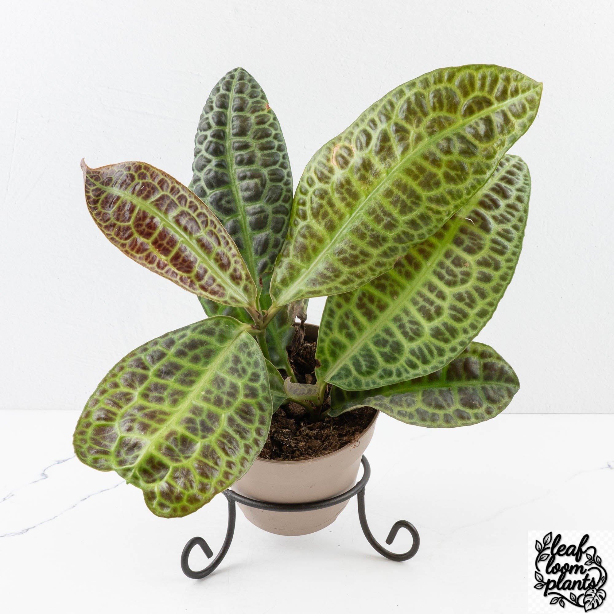 Grower_sChoice-TurtleBack-2-2.jpg Clean Labisia sp. 'Turtle Back' - Image 1