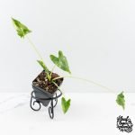 Alocasia ‘Crinkles’ Albo Variegated