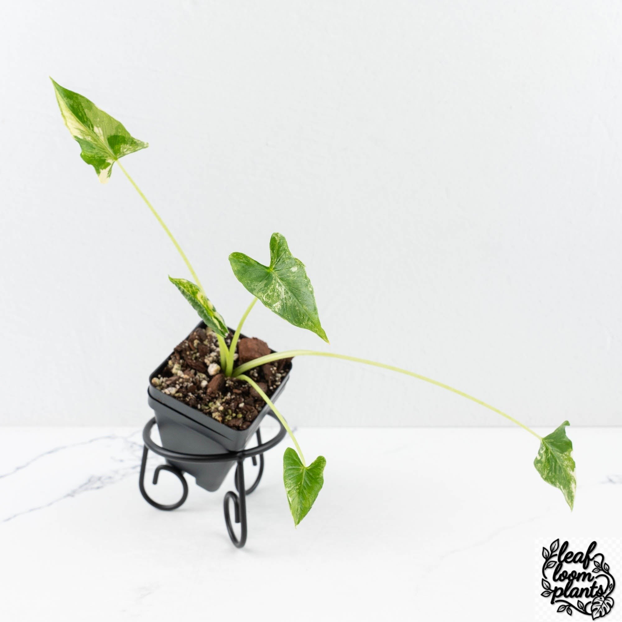 Grower_sChoice1-3_f7353797-81b5-46c9-857a-2a8b43b47978-1.jpg Clean Alocasia ‘Crinkles’ Albo Variegated - Image 1
