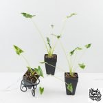Alocasia ‘Crinkles’ Albo Variegated - Image 3