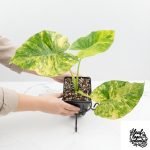 Alocasia Odora 'Gageana' Aurea Variegated *Grower's Choice*