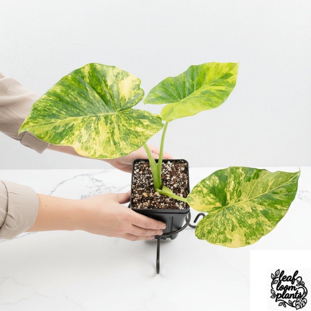 Grower_sChoice2-2-2.jpg Clean Alocasia Odora 'Gageana' Aurea Variegated *Grower's Choice* - Image 1