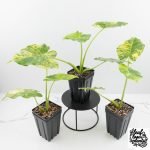 Alocasia Odora 'Gageana' Aurea Variegated *Grower's Choice* - Image 3