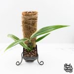 Epipremnum amplissimum albo variegated