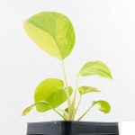 Homalomena Rubescens Aurea Variegated (wk29-D) - Image 9