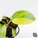 Homalomena Rubescens Aurea Variegated (wk29-D) - Image 3
