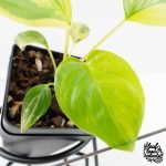 Homalomena Rubescens Aurea Variegated (wk29-D) - Image 5