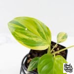 Homalomena Rubescens Aurea Variegated (wk29-D) - Image 4