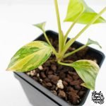 Homalomena Rubescens Aurea Variegated (wk29-D) - Image 6