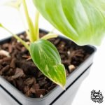 Homalomena Rubescens Aurea Variegated (wk29-D) - Image 7