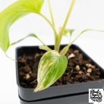 Homalomena Rubescens Aurea Variegated (wk29-D) - Image 8