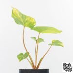 Homalomena Rubescens Aurea Variegated (wk30-P) - Image 9