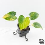 Homalomena Rubescens Aurea Variegated (wk30-P)