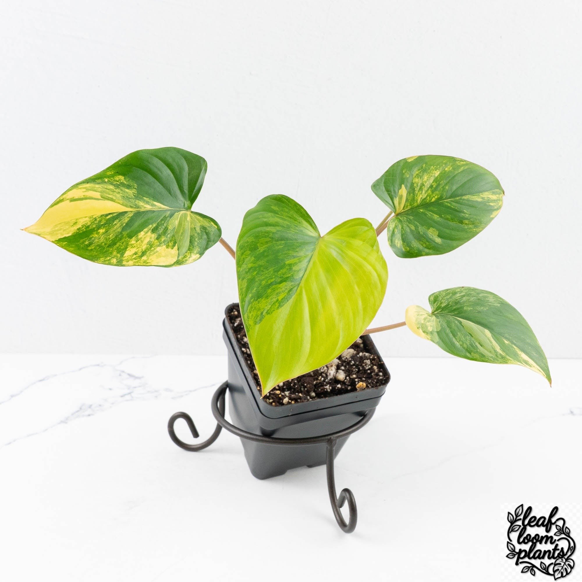 HomalomenaRubescensaurea-30P-3-2.jpg Clean Homalomena Rubescens Aurea Variegated (wk30-P) - Image 1