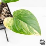 Homalomena Rubescens Aurea Variegated (wk30-P) - Image 6