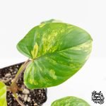 Homalomena Rubescens Aurea Variegated (wk30-P) - Image 5