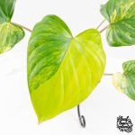 Homalomena Rubescens Aurea Variegated (wk30-P) - Image 3