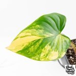 Homalomena Rubescens Aurea Variegated (wk30-P) - Image 4