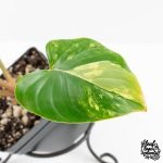 Homalomena Rubescens Aurea Variegated (wk30-P) - Image 7