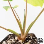 Homalomena Rubescens Aurea Variegated (wk30-P) - Image 8