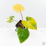 Homalomena Rubescens Aurea Variegated (wk25-C)
