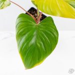 Homalomena Rubescens Aurea Variegated (wk25-C) - Image 3