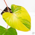 Homalomena Rubescens Aurea Variegated (wk25-C) - Image 4