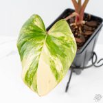 Homalomena Rubescens Aurea Variegated (wk25-C) - Image 5