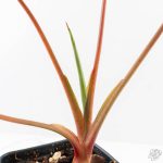 Homalomena Rubescens Aurea Variegated (wk25-C) - Image 7