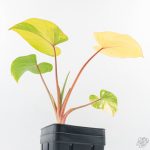 Homalomena Rubescens Aurea Variegated (wk25-C) - Image 8