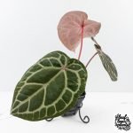 Anthurium Home, Sweet Home '32' x Dark & Handsome '9' by DocBlock® (wk27-K) - Image 3
