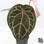 Anthurium Home, Sweet Home '32' x Dark & Handsome '9' by DocBlock® (wk27-K) - Image 2