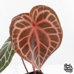 Anthurium Home, Sweet Home '32' x Dark & Handsome '9' by DocBlock® (wk27-K)