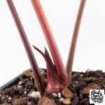 Anthurium Home, Sweet Home '32' x Dark & Handsome '9' by DocBlock® (wk27-K) - Image 5