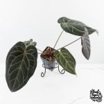 Anthurium Home, Sweet Home '32' x Dark & Handsome '9' by DocBlock® (wk28-G) - Image 2