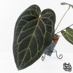Anthurium Home, Sweet Home '32' x Dark & Handsome '9' by DocBlock® (wk28-G) - Image 4