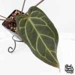 Anthurium Home, Sweet Home '32' x Dark & Handsome '9' by DocBlock® (wk28-G) - Image 5