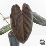 Anthurium Home, Sweet Home '32' x Dark & Handsome '9' by DocBlock® (wk28-G)