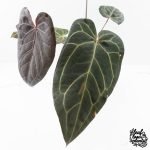 Anthurium Home, Sweet Home '32' x Dark & Handsome '9' by DocBlock® (wk28-G) - Image 6
