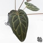 Anthurium Home, Sweet Home '32' x Dark & Handsome '9' by DocBlock® (wk28-G) - Image 7
