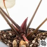 Anthurium Home, Sweet Home '32' x Dark & Handsome '9' by DocBlock® (wk28-G) - Image 8