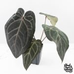 Anthurium Home, Sweet Home '32' x Dark & Handsome '9' by DocBlock® (wk29-C)