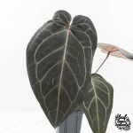 Anthurium Home, Sweet Home '32' x Dark & Handsome '9' by DocBlock® (wk29-C) - Image 2