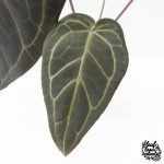 Anthurium Home, Sweet Home '32' x Dark & Handsome '9' by DocBlock® (wk29-C) - Image 3