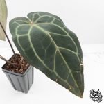 Anthurium Home, Sweet Home '32' x Dark & Handsome '9' by DocBlock® (wk29-C) - Image 4