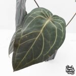 Anthurium Home, Sweet Home '32' x Dark & Handsome '9' by DocBlock® (wk29-C) - Image 5