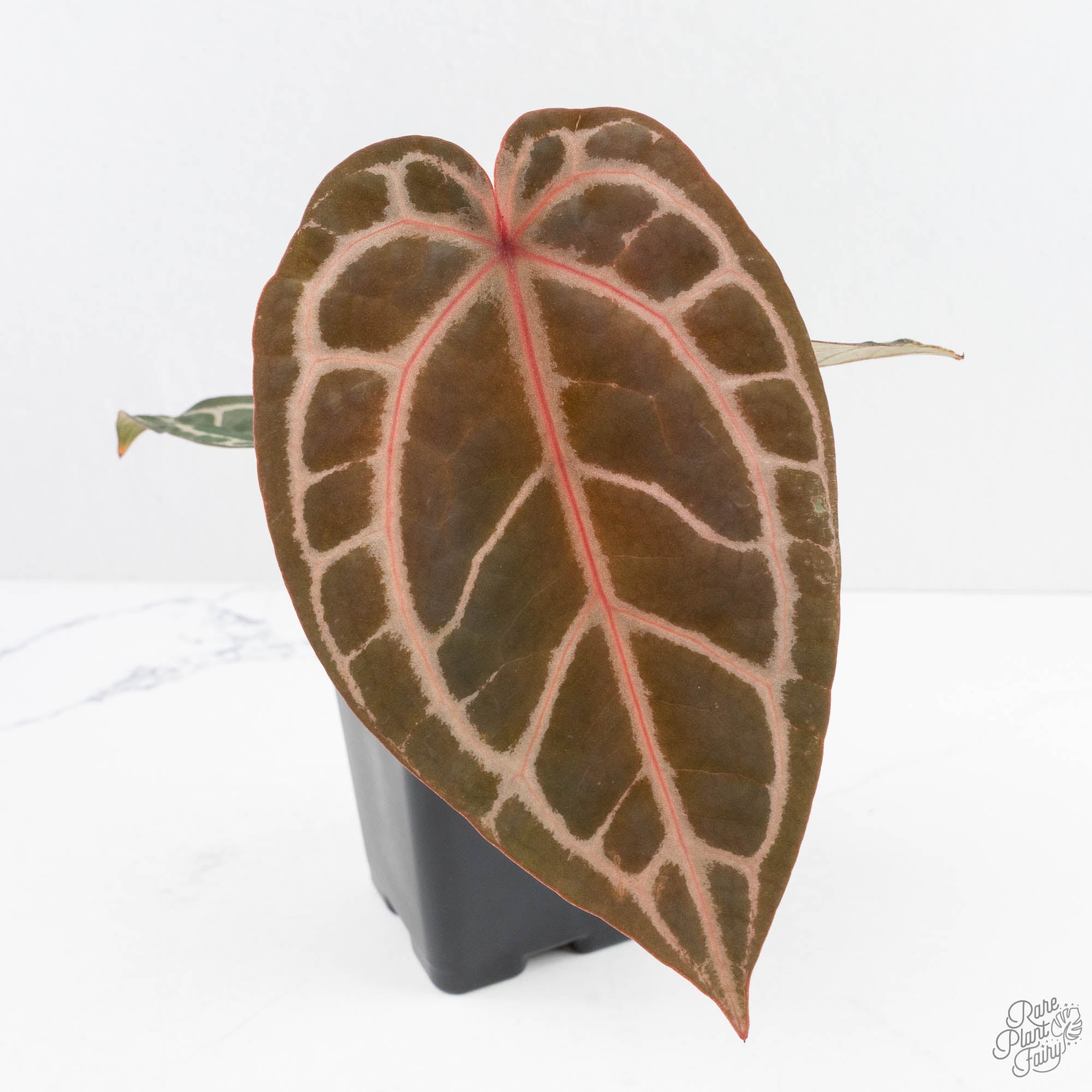 HomeSweetHome32xDark_Handsome9-29M-2-1.jpg Anthurium Home, Sweet Home '32' x Dark & Handsome '9' by DocBlock® (wk29-M) - Image 1