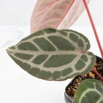 Anthurium Home, Sweet Home '32' x Dark & Handsome '9' by DocBlock® (wk29-M) - Image 4