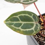Anthurium Home, Sweet Home '32' x Dark & Handsome '9' by DocBlock® (wk29-M) - Image 5