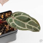 Anthurium Home, Sweet Home '32' x Dark & Handsome '9' by DocBlock® (wk29-M) - Image 6